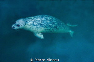 Harbour seal coming up from the depths. by Pierre Mineau 